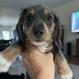 Lady Slipper- blue and tan wire hair - Blue and tan female Dachshund puppy in Bruceton, Tennessee from Dachshund Dreams (miniature)