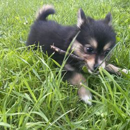 Pomsky Puppies from Rustic Pomskies