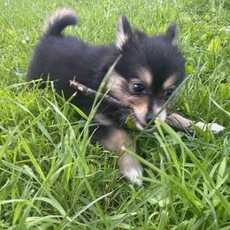 Pomsky Puppies from Rustic Pomskies
