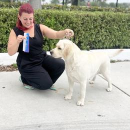 Labrador Retriever Puppies from Flashylabs AKC GRAND CHAMPION SIRED