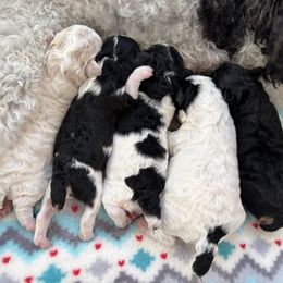 Boy - Black male Poodle puppy in Green Forest, Arkansas from Horseshoe Drive Kennel