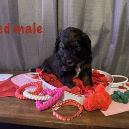 Red - Tri-color male Bernese Mountain Dog puppy in Delton, Michigan from Rocky Top Acres