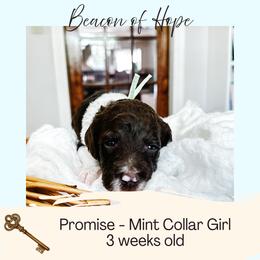 Promise - Parti female Goldendoodle puppy in Montgomery, Texas from Dacus Doodles