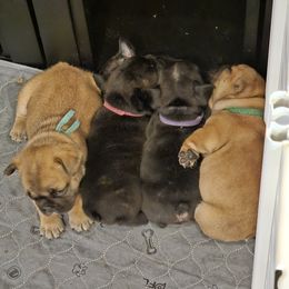French Bulldog Puppies from A&D Frenchies