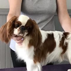 Chinese Shar-Pei and English Toy Spaniels from Good Fortune Shar Pei