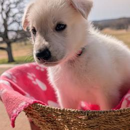 German Shepherd Puppies from Haven Farm