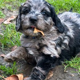 Snickers - Merle Goldendoodle puppy in Florence, South Carolina from Candy Doodles