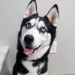 Aleu - Siberian Husky