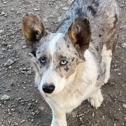 Colt - American Corgi