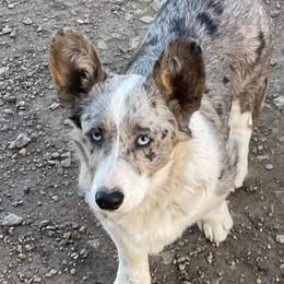 Colt - American Corgi