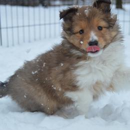 Shetland Sheepdog Puppies from Sunny Shelties