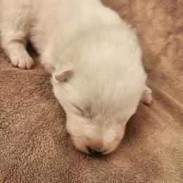 Casper - White male Samoyed puppy in Morgan, Utah from Carriage Court Kennels