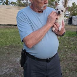 Chihuahua puppies from Dynasty Farms AKC Chihuahuas