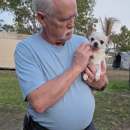 Chihuahua puppies from Dynasty Farms AKC Chihuahuas
