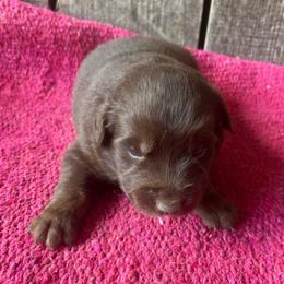 Willow - Red & white female Australian Shepherd puppy in Whitwell, Tennessee from Owl Hollow Farm