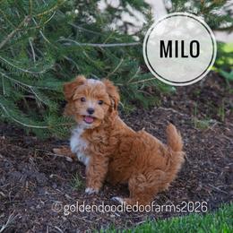 Milo - Apricot male Golden Aussiedoodle puppy in Hyrum, Utah from Goldendoodledoo Farms