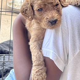 Petunia - Apricot Goldendoodle puppy in Morrow, Georgia from High Society Kennel