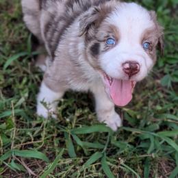 Woodrow - Red merle male Australian Shepherd puppy in Fort Myers, Florida from U Cross Australian Shepherds