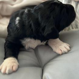 Bernedoodle, Cockapoo, and Goldendoodle Puppies from Avery Doodle Day LLC