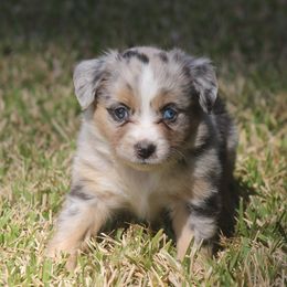 Miniature Australian Shepherd and Toy Australian Shepherd Puppies from TK Mini Aussies