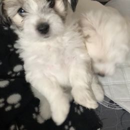 Coton de Tulear Puppies from Catawba Cotons