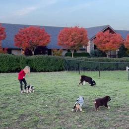 Australian Shepherd Puppies from Spots N Splashes