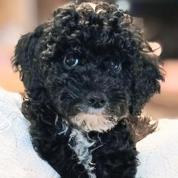 Primrose - Black and white female Bernedoodle puppy in New Holland, Pennsylvania from Ellie's Cute as a Button Yorkies