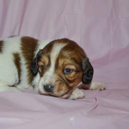 Lynette - Piebald female Dachshund puppy in Eufaula, Alabama from B’s Dachshunds