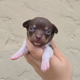 Choc white m - Chocolate and white male Chihuahua puppy in Vineland, New Jersey from Royal Companion's