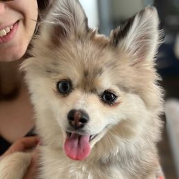 Bella - Pomsky