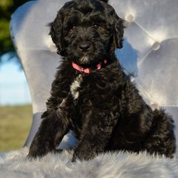 Bordoodle Puppies from 2J 2K Bordoodles
