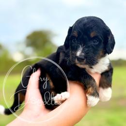 Bleu - Blue - Tri-color male Bernedoodle puppy in Rockwall, Texas from Glory Doodles