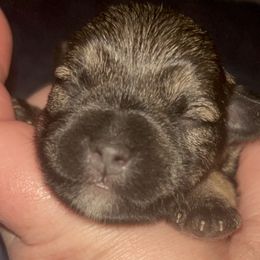 Miniature Schnauzer puppies from Krystle's Miniature Schnauzers