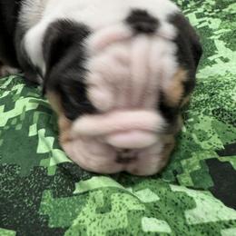 Bulldog Puppies from Bulldog's 4 Brothers
