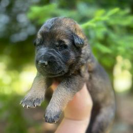 Margarita - Sable female German Shepherd puppy in Oakland, Oregon from VHM German Shepherds