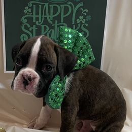 Waylon Jennings - Brindle Boxer puppy in Willard, North Carolina from Boone’s Boxers of North Carolina