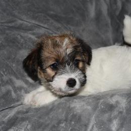 Edy Girl 2 - White and tan female Russell Terrier puppy in Middletown, Virginia from DBF Russell Terriers