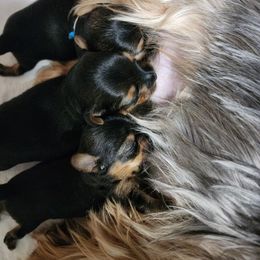 Yorkshire Terrier Puppies from Setareh Yorkies