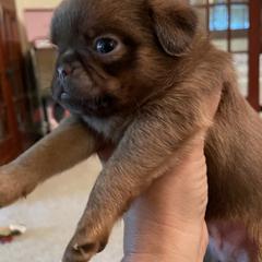 Brussels Griffon Puppies from Maze Brussels Griffons