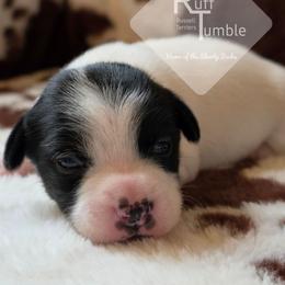 Boy 2: Slightly - Tri-color male Russell Terrier puppy in Harvel, Illinois from Ruff and Tumble Russell Terriers