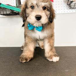 Buzz (Blue) - male Golden Mountain Doodle puppy in Boiling Springs, South Carolina from OlliePups, LLC
