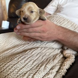 The available puppy may be a boy or girl. We will know August 10th - Cream male Dachshund puppy in Walla Walla Valley, Oregon from English Cream Dachshunds