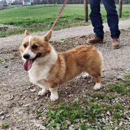 Maverick - Red male Pembroke Welsh Corgi puppy in Pekin, Indiana from Beth's Pawsitivley Corgis
