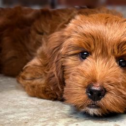 Twinkle - Red  female Goldendoodle puppy in Thibodaux, Louisiana from Neal Family Doodles