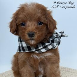 D-Orange Boy - Red  male Goldendoodle puppy in Lewisville, Texas from Texas Goldendoodle Lovers