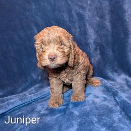 Juniper - Buff male Cockapoo puppy in Sunset, Louisiana from Cano Cockapoos