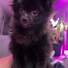 Pomeranian Puppies from Somos Pomeranians | Selectively Bred Puppies