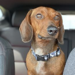 Marley - Dachshund