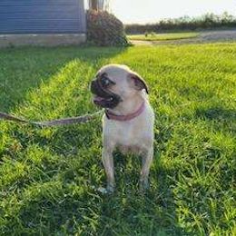 Lily - Pug