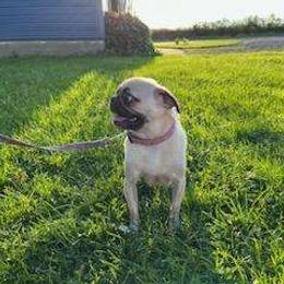 Lily - Pug